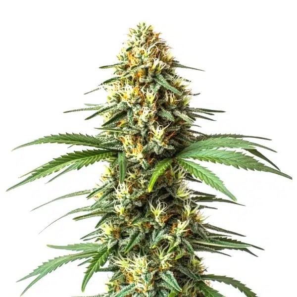 Super Critical Bilbo Fast Version-image