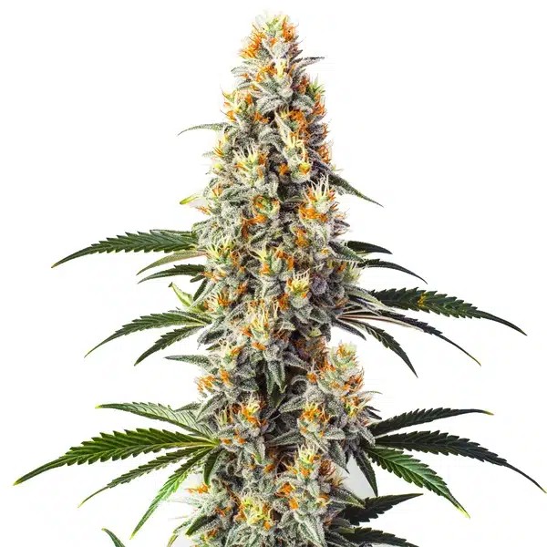 Super Glue-image