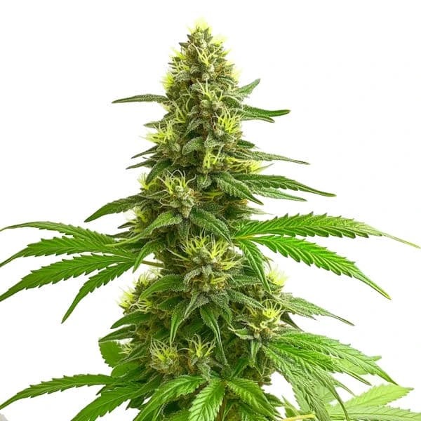 Super Lemon Haze-image