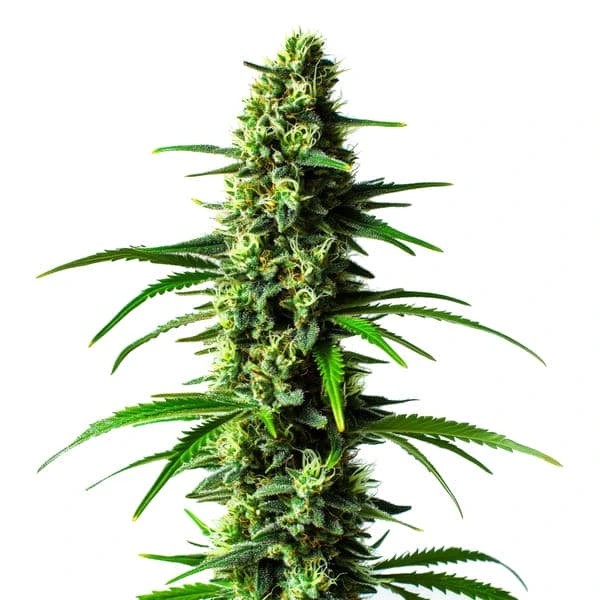 Super Skunk-image