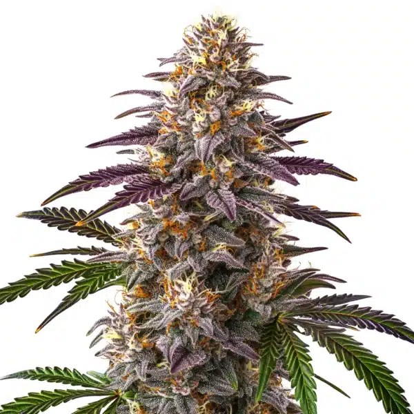 Sweet Cherry Kush-image
