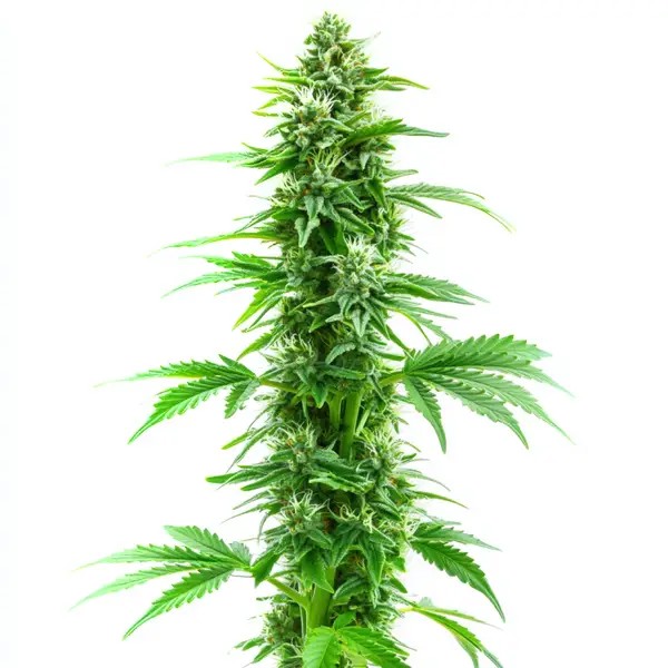 Sweet Island Skunk Fast Version-image