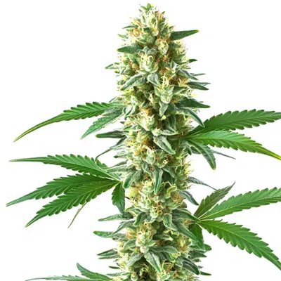 Sweet Kush