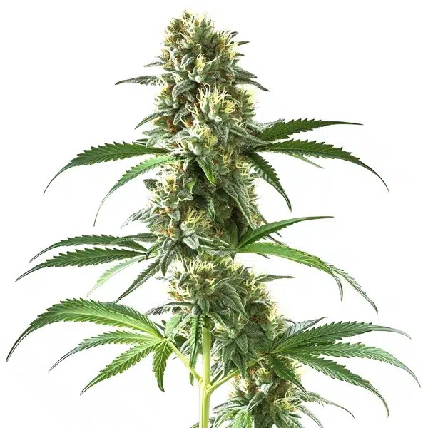 Sweet Tooth Regular-image