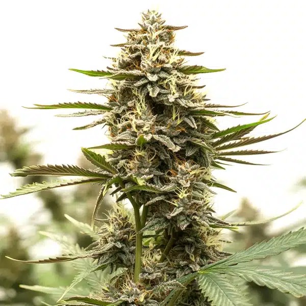 Sweet Tooth x GG-image