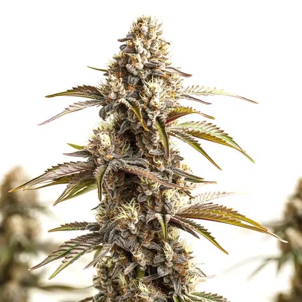 Tahoe Banana Sherbet-image