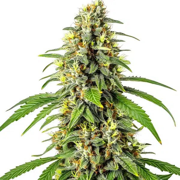 Tahoe OG Kush-image