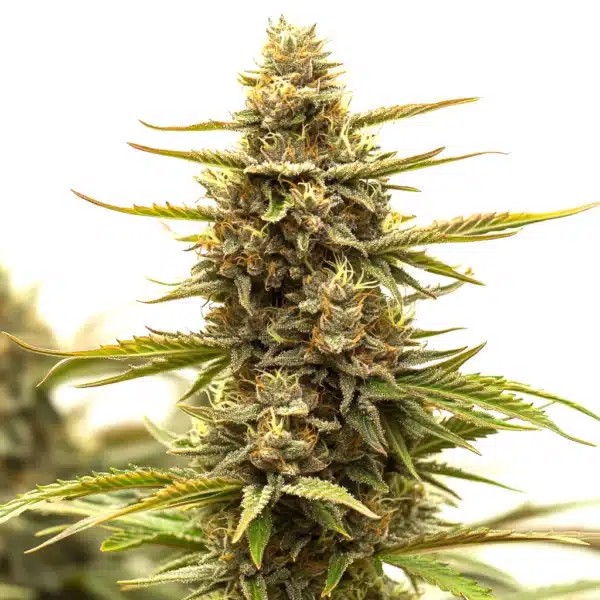 Tangerine Dream-image