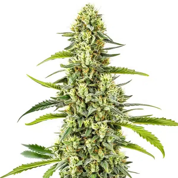 Tangie Kush Regular-image