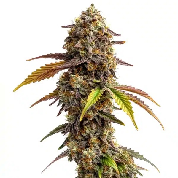 Tangie Purple Punch-image