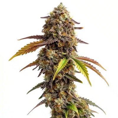 Tangie Purple Punch