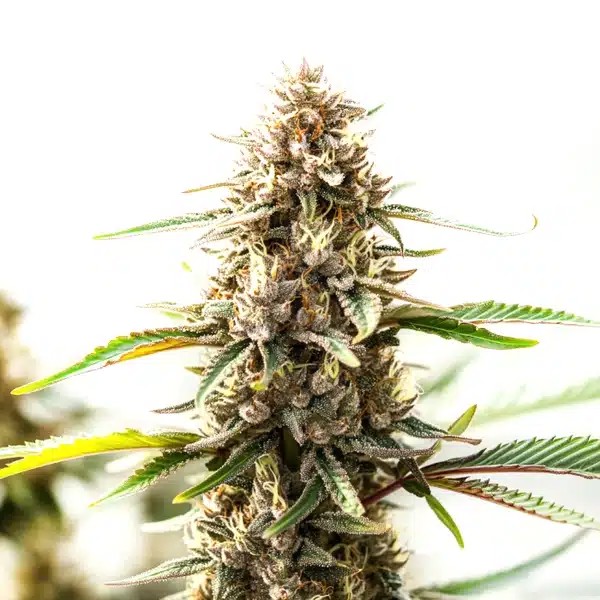 Tangie x Chocolope-image