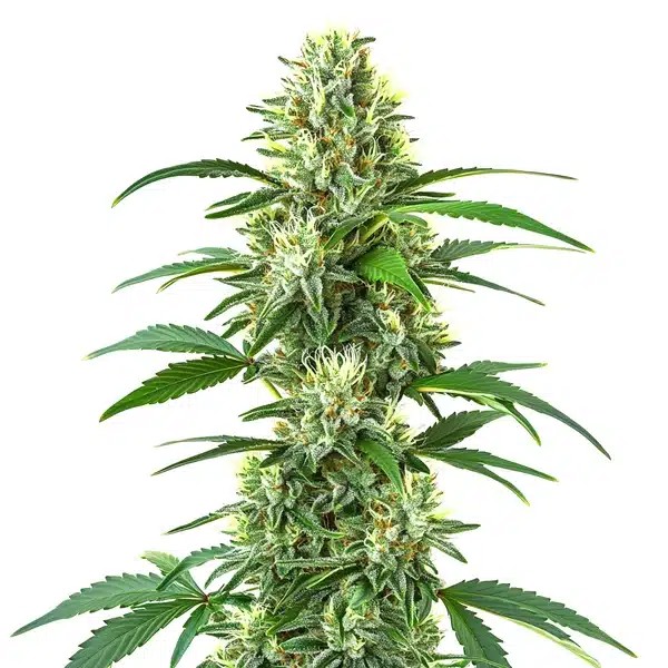 Triangle Kush Regular-image