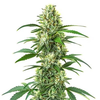 Triangle Kush Regular