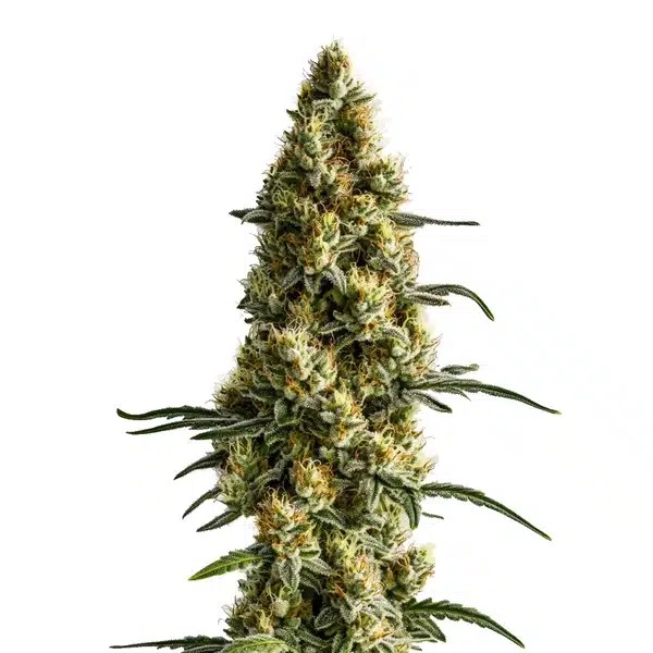 Tropi BCN x Pineapple Sherbet Regular-image
