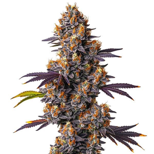 Tropicana Cookies Purple-image