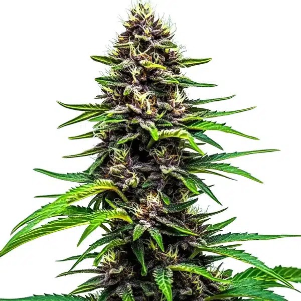 Watermelon F1-image