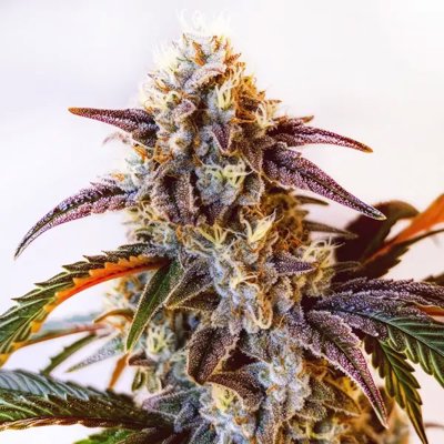 Watermelon Z OG