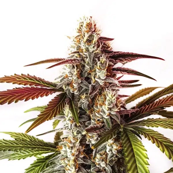 Watermelon Z OG Fast Version-image