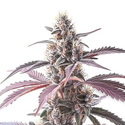 Wedding Cake x Animal Mints
