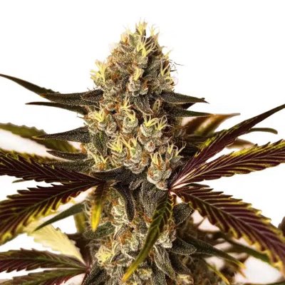 Wedding Cake x Do-Si-Dos