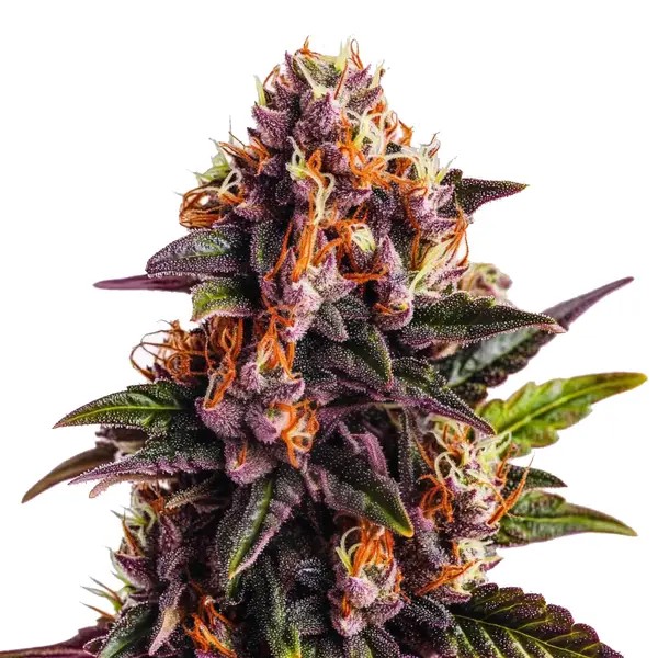 Wedding Cake x Forbidden Fruit-image