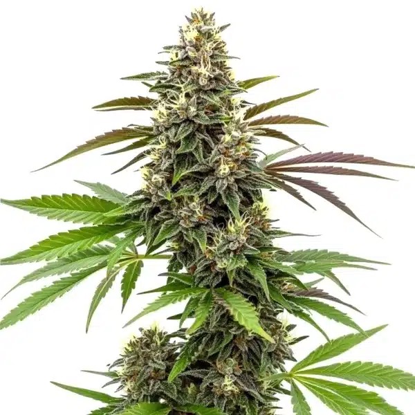 White AK 47-image