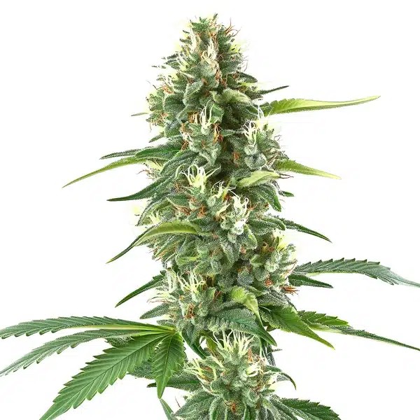 White Amnesia-image