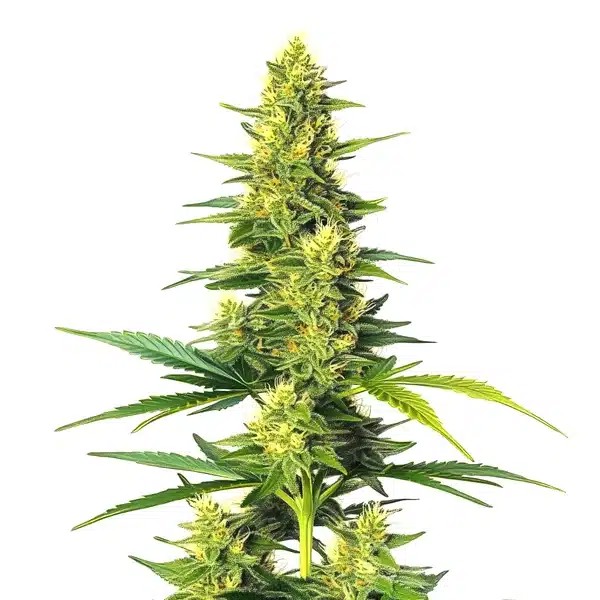White Fire Alien Kush-image