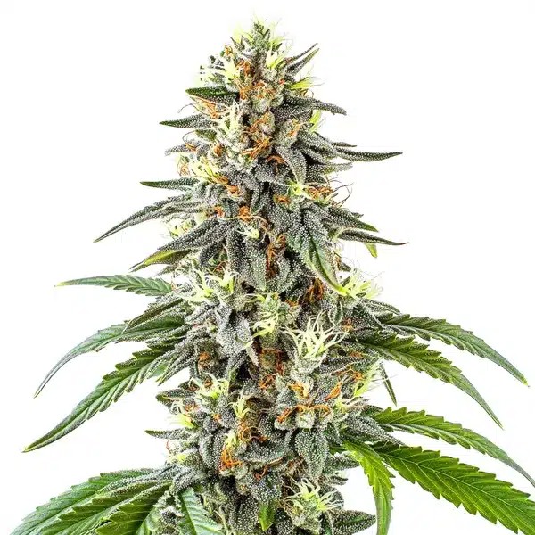 White Fire OG-image