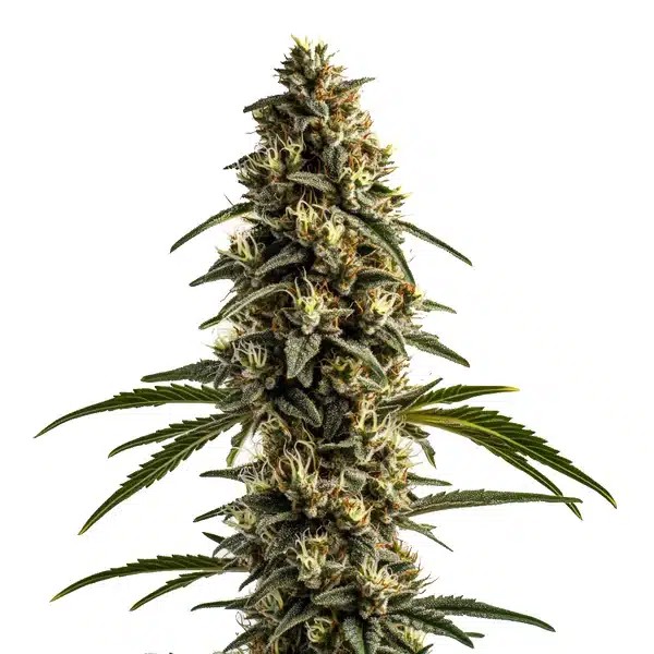 White OG Kush-image