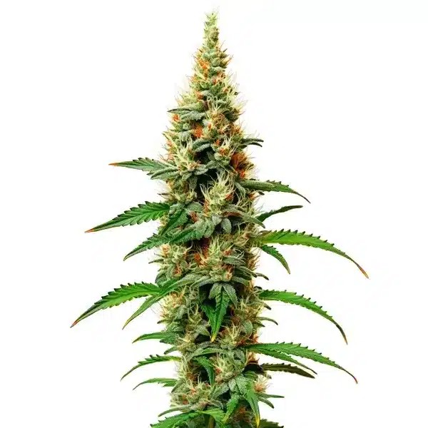 White Rhino-image