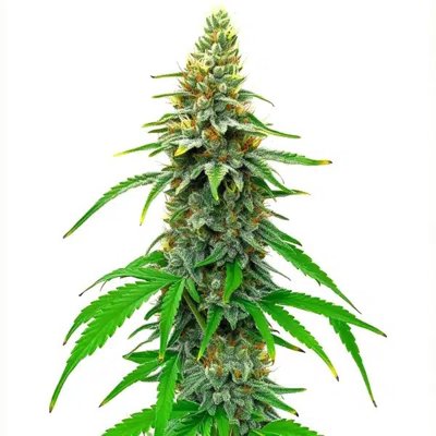 White Rhino Regular