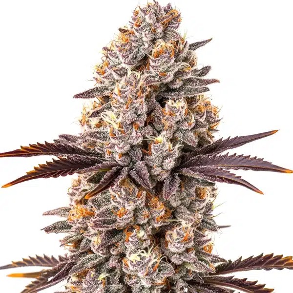 White Runtz Extraction-image