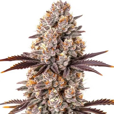 White Runtz Extraction