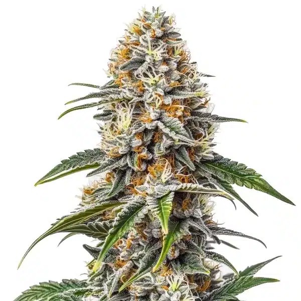 White Russian-image