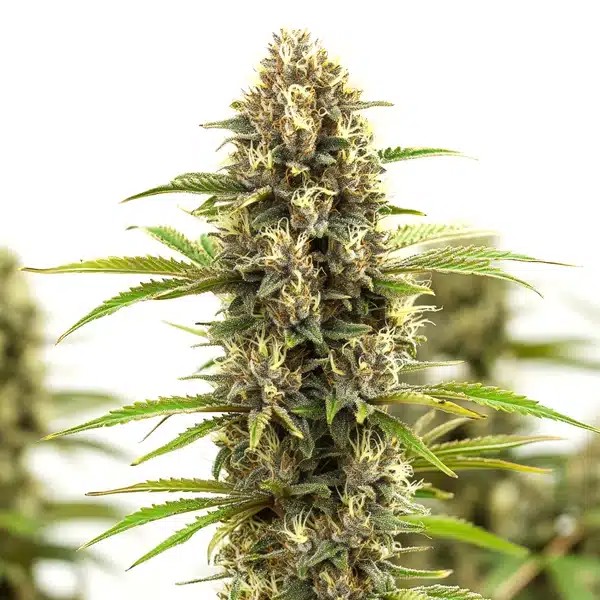 White Russian F1-image