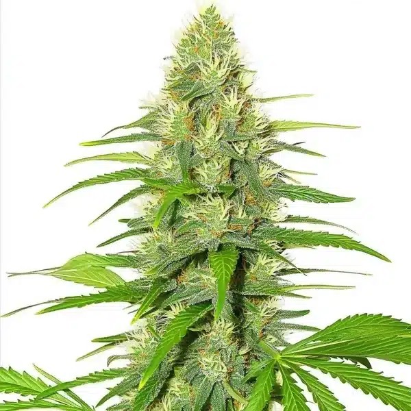 White Widow-image