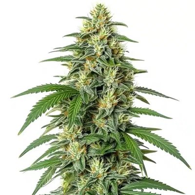 White Widow F1