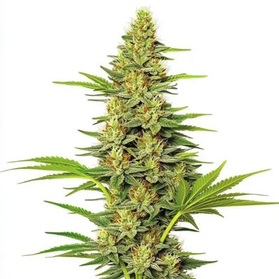 White Widow Fast Version