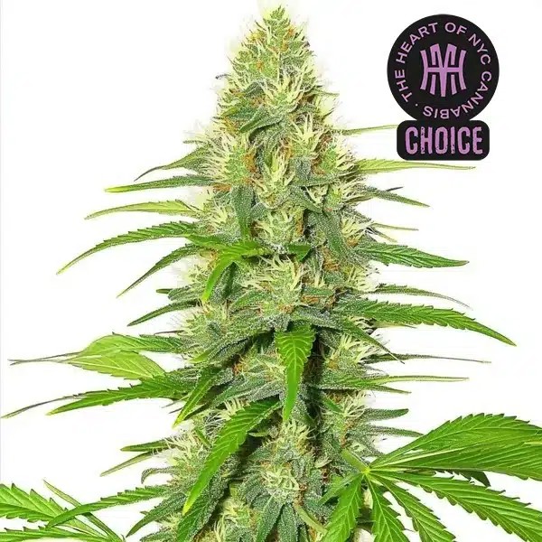 White Widow HMC Edition-image