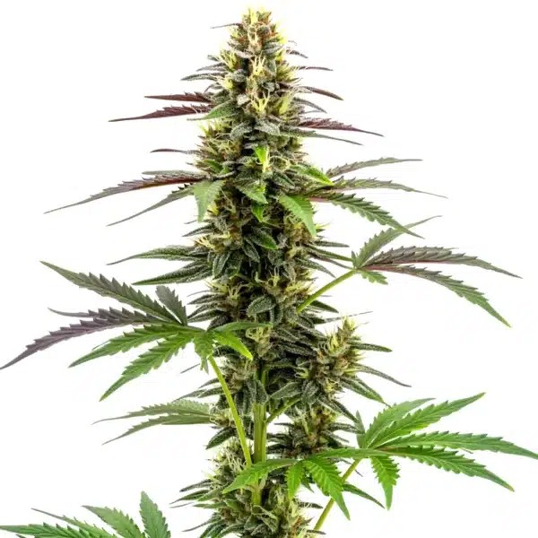 White Widow x Ak47 Fast Version-image