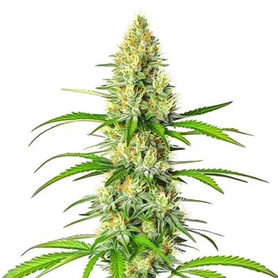 White Widow x Northern Lights