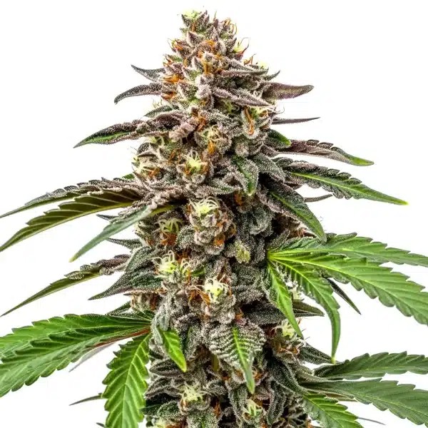 Whitethorn Rose x Ooze Extraction-image