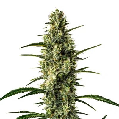 Wild Thai