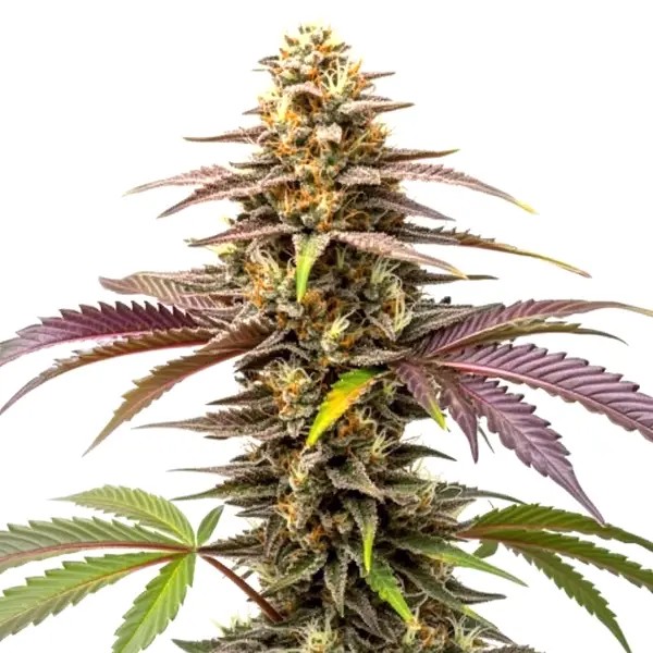 Z OG-image