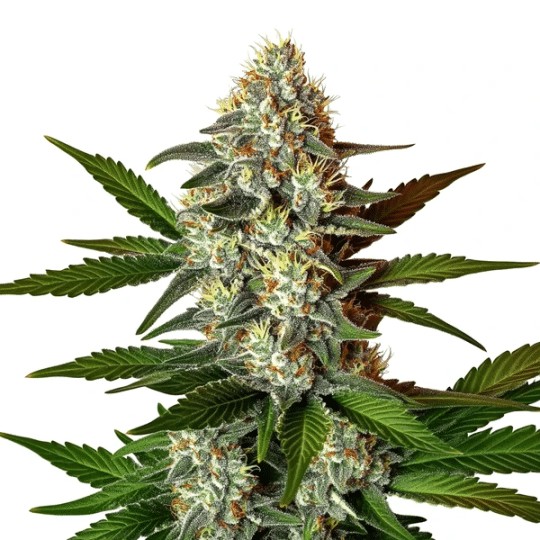 Z OG 2.0 Extraction-image