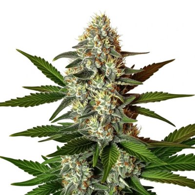 Z OG 2.0 Extraction