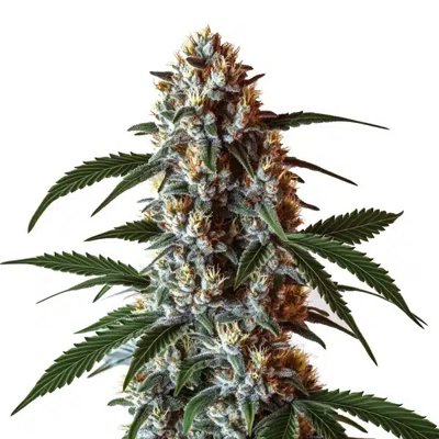 Z OG CBD