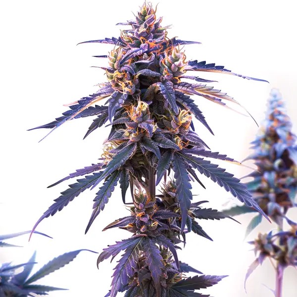 Z OG Fast Version-image